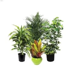 10" Assorted Tropical Plant