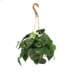8" Tropical Hanging Basket