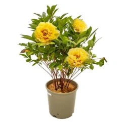 Peony Assorted 2 Gallon