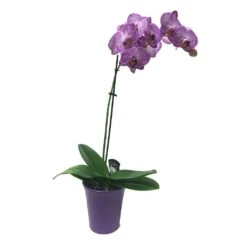 5" Orchid In Ceramic Pot