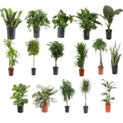 10" Premium Tropical