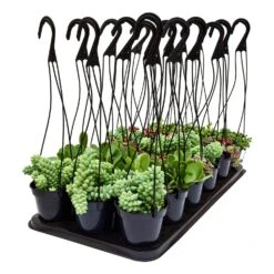 Succulent Hanging Basket 9cm Assortment