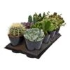 Succulent 5" Assortment