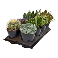 Succulent 5" Assortment