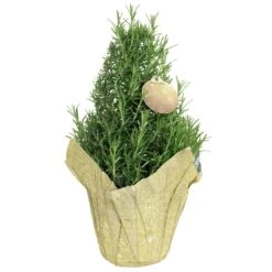 6" Rosemary Tree