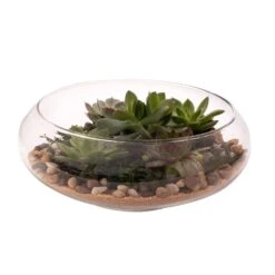 Glass 10" Diameter Terrarium Tabletop Bowl Planter