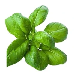 EZ BIO Basil Genovese Seeds