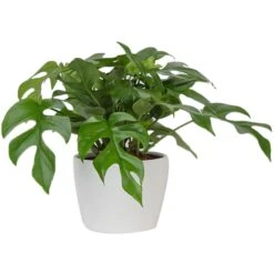 6" Trending Tropical With Ceramic Pot