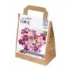 Bouquet Purple & Pink Tulipa (30 Bulbs)