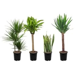 Tropical Premium Assortment 21cm