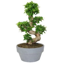 Bonsai 'S' Shape 12"