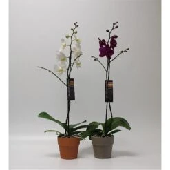 5" Magnifica Orchid In Clay