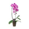 5" Artistica Orchid Waterfall In Ceramic
