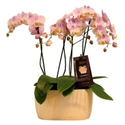 8" Maxima Orchid Planter In Ceramic
