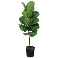 Fiddle Leaf Fig Standard 10"