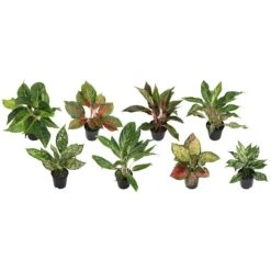 Aglaonema Assortment 5"