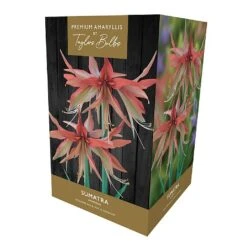 Amaryllis Sumatra Gift Pack