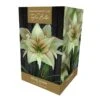 Amaryllis Magic Green Gift Pack
